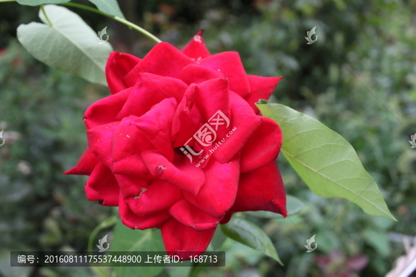 紅色月季花