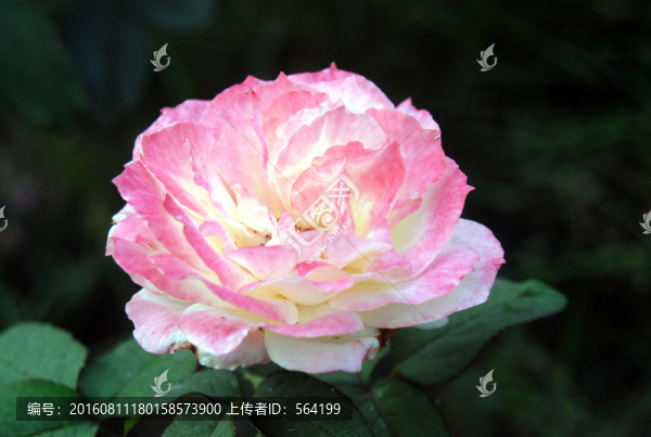 水中芙蓉月季花
