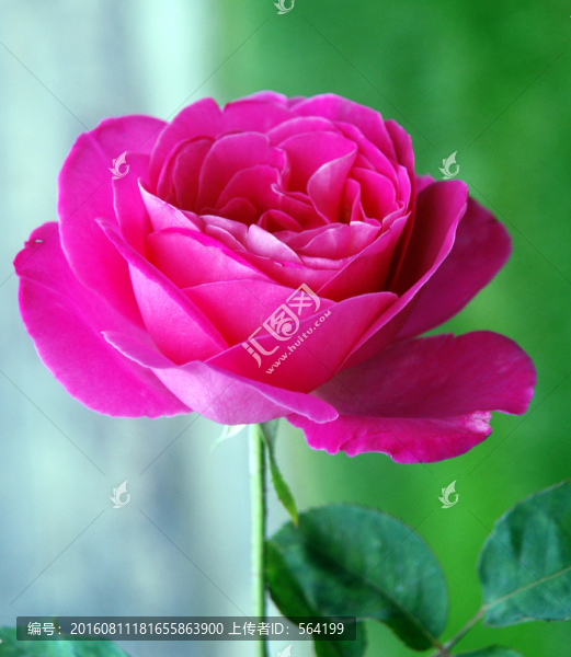 胭脂紅月季花