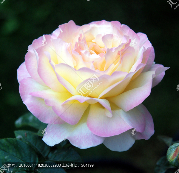 白紅黃相間的月季花