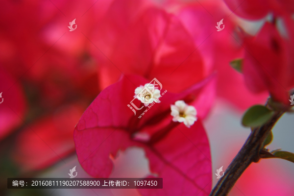 三角梅