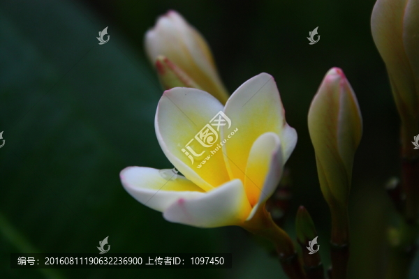 雞蛋花