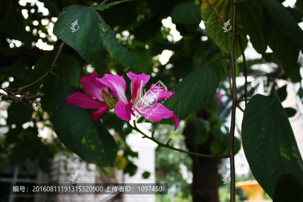 紫荊花