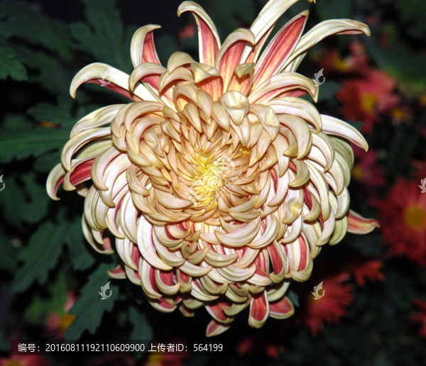 秋天的菊花