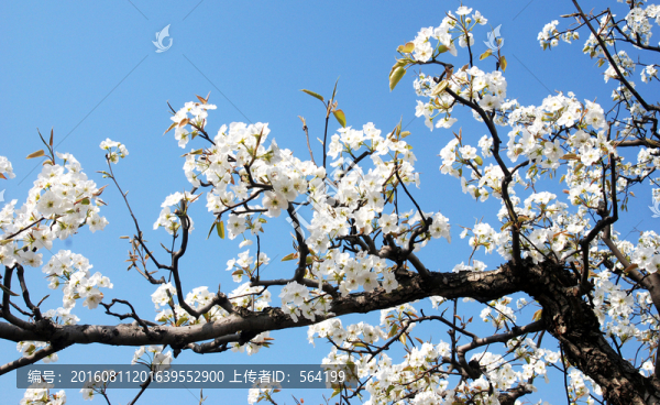 梨花