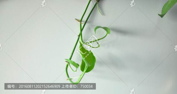 綠蘿植物