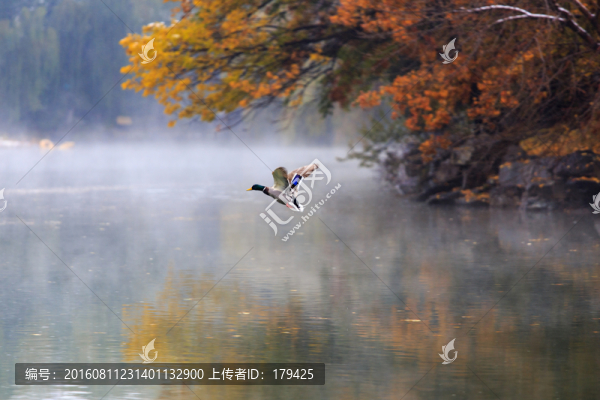 北大校園風(fēng)光未名湖秋色野鴨
