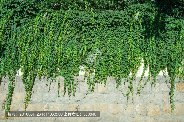 爬墻虎