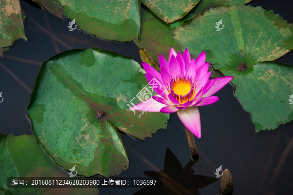 紅色睡蓮