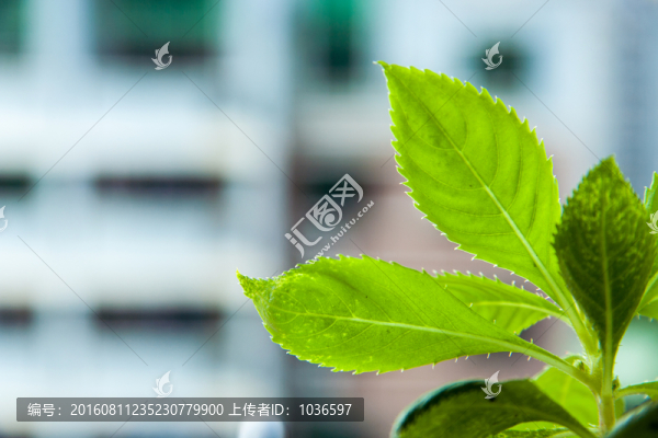 翠綠葉子