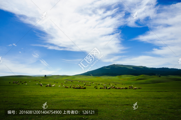 草原風(fēng)光