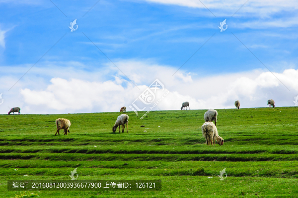 草原風(fēng)光