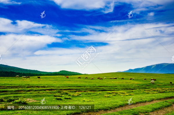 草原風(fēng)光