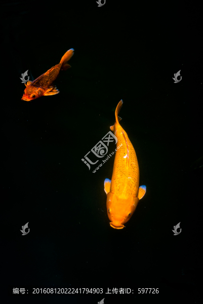 錦鯉魚