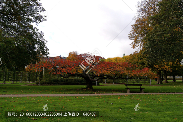 公園紅楓樹(shù)