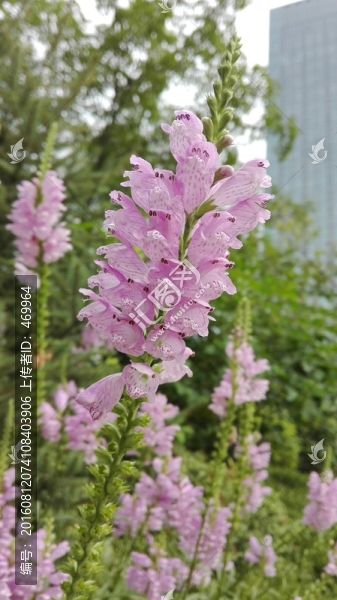 小花