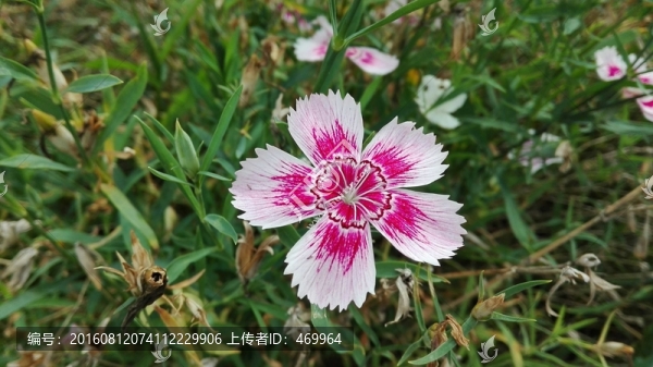 小花