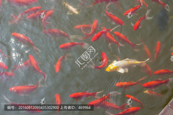 錦鯉