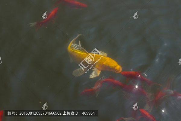 錦鯉