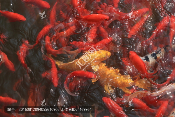 錦鯉