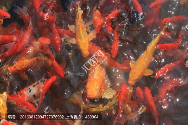 錦鯉
