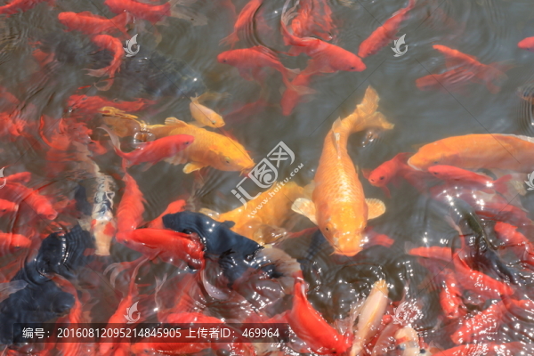 錦鯉
