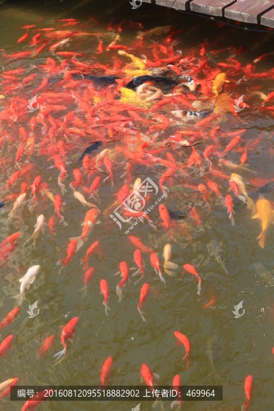 錦鯉