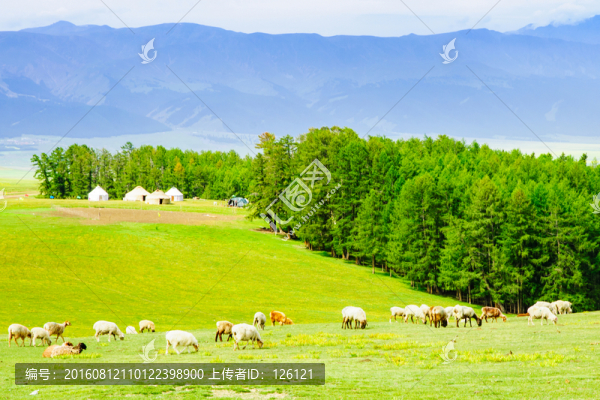 草原風(fēng)光