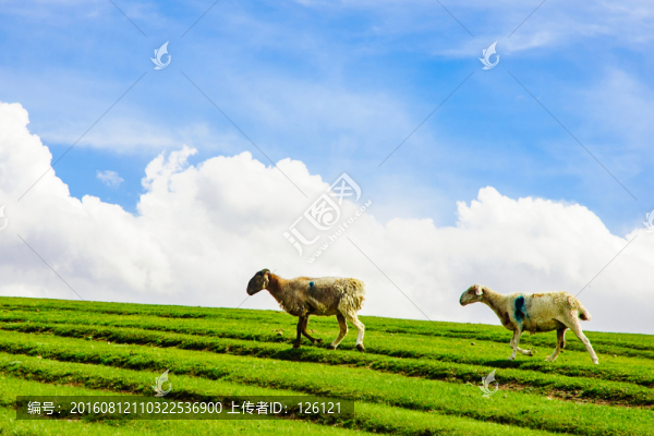草原風(fēng)光