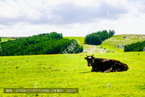 七個鹿風(fēng)光