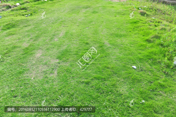 草皮,草坪,綠草