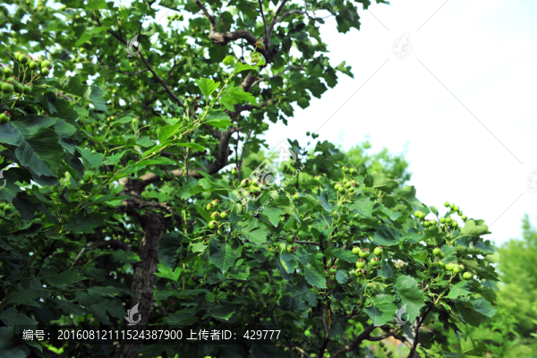 山楂樹(shù),山楂園