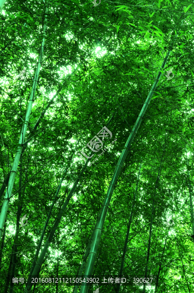 竹林