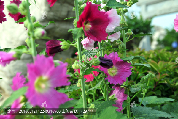 園林花卉,互草