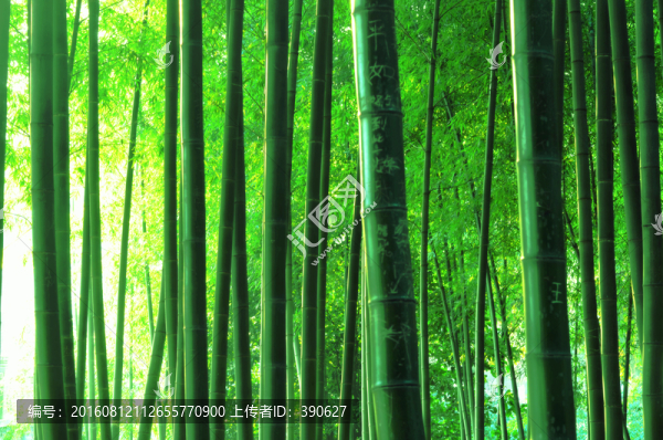竹林