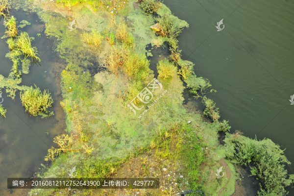 水草