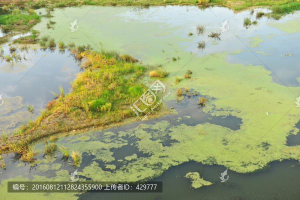 河中水草,水藻,河中綠草