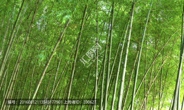 竹林