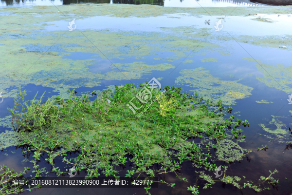 河底水草,綠藻,河灘