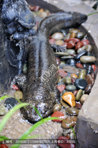 娃娃魚