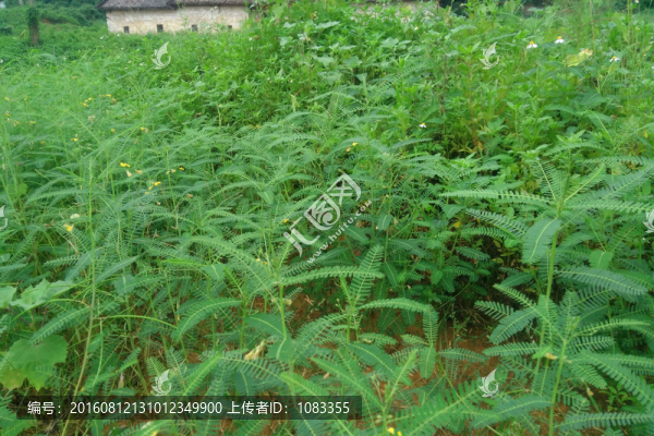 草地