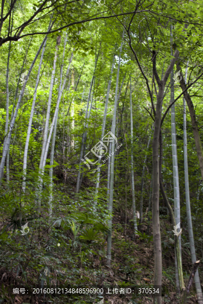 竹林