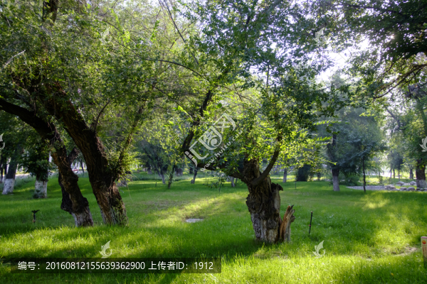 樹林