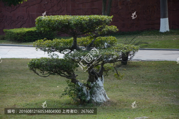 綠樹