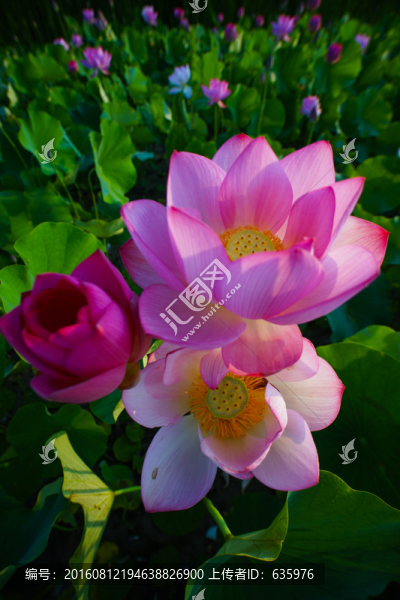 荷花