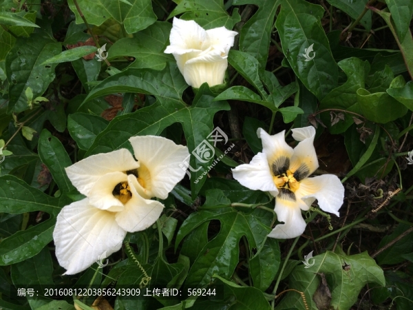 白花