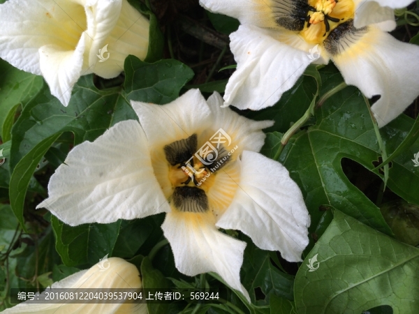 白花