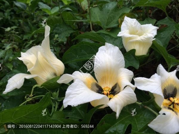白花