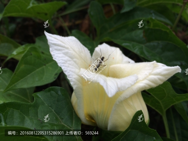 白花