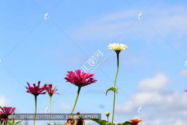 花海